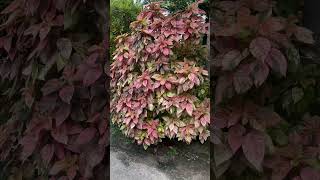 Acalypha wilkesiana plants copper leaf [upl. by Coco]