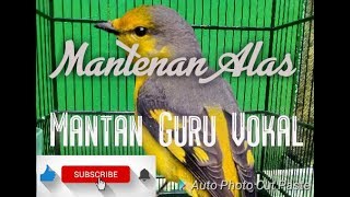 Mantenan alas mantan guru vokal mantab [upl. by Godrich]