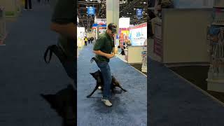 k9 k9protection usa dogs training doglover trending malinois asmr dogowner k9security [upl. by Chemar]