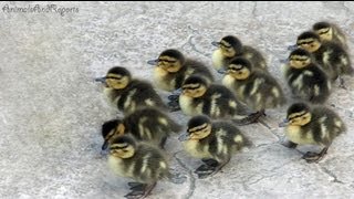 Cute ducklings I stumbled upon [upl. by Thun110]