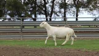 LOT 82  WHITE DORPER RAM 221174 [upl. by Naresh]