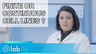 Finite and Continuous Cell Lines  which one to choose  lablifevideo [upl. by Cogan465]