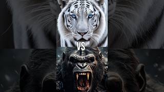 White Tiger vs Black Animals Black Panther Bear  Elephant Wolf [upl. by Snook45]