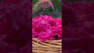 Basket of Zephirine drouhin rose  What’s blooming in May Garden  Zone 6B BGH [upl. by Airottiv]