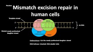 Mismatch excision repair [upl. by Eikkin]