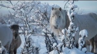 Viaggio a Oymyakon il luogo abitato più freddo al mondo [upl. by Dnaltiak]