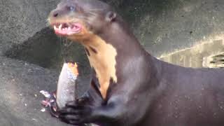 Nutria Gigante o Perro de Agua Pteronura brasiliensis [upl. by Langill]