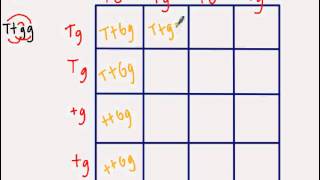 Dihybrid Punnett Square [upl. by Yeslehc722]