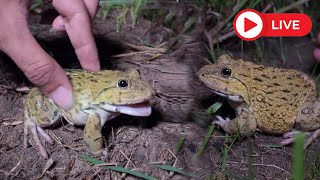 wep wep catch frogs make you laugh [upl. by Eanyl]