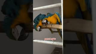 The Science Behind Macaw Pairing and Breeding [upl. by Ettennaj599]