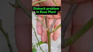 Dieback problem in rose plant dieback gardeningtipsdieses gardeningadvice [upl. by Norwood245]