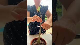 desert rose grafting  Easiest Grafting Method On Adenium grafting shorts youtubeshorts adenium [upl. by Maggi]