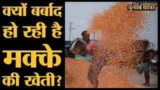 Popcorn इतना महंगा बिकता है और यहां Corn किसानों को पैसे तक नहीं मिलते। Lok Sabha Election 2019 [upl. by Nerrat374]