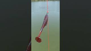 How to make a drop shot fishing montage [upl. by Sikleb]