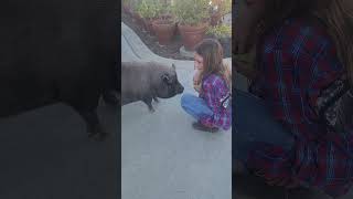 The best trained pig in the world pig training temecula [upl. by Leanna]