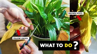 5 Reasons your peace lily leaves turning yellow [upl. by Edina]