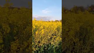 Beautiful Canola Field In Amriswil Switzerland [upl. by Ylagam324]