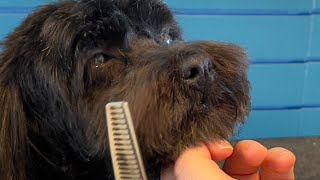 Grooming a clever Havanese [upl. by Oneill749]