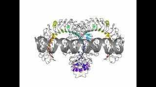 Toll like receptor 3 [upl. by Lucian38]