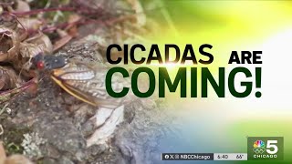 Everything you need to know about the 2024 Cicada emergence [upl. by Lerred213]