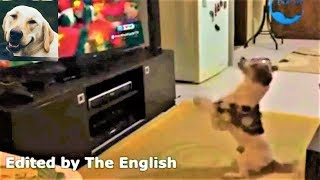 Dog watching football on TV and his amazing reaction [upl. by Lupe4]