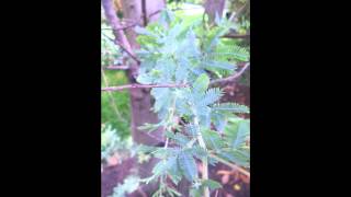 Plant ID Cootamundra Wattle Acacia baileyana [upl. by Asilim]