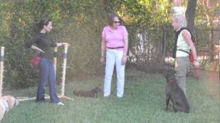 Enjoy Training Your Dog at Lucky Dog Sports Club [upl. by Luehrmann]