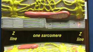 Sarcomere Model Sarcomere Structure [upl. by Angelique]