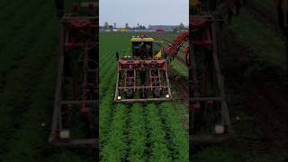 Carrot Harvest harvesting farming agriculture tractor carrots Dewulf shorts new drone dji [upl. by Ahseihs]