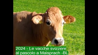 2024  Le vacche svizzere al pascolo a Maisprach  BL [upl. by Gnilhsa]