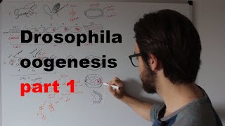 Drosophila oogenesis  Overview 13 [upl. by Levi]