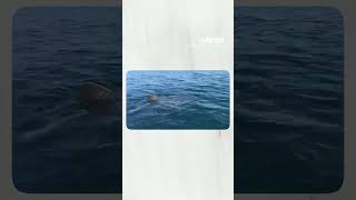 Un grand requin blanc filmé par un pêcheur au large de Porquerolles [upl. by Nnahgem]