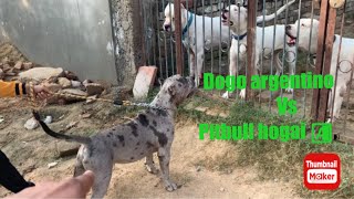 Pitbull vs dogo argentino 😨 fight hogai 😰 [upl. by Erreip]