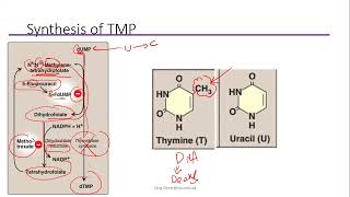 Pyrimidines metabolism [upl. by Nwahsram]