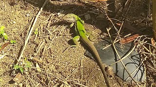 Calango verde ameiva ameiva [upl. by Aibat402]