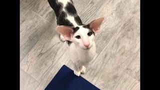 Teddy the most famous honking Oriental Shorthair Cat [upl. by Nnaeerb81]