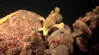 Crazy Animal Attack  Giant Frogfish eats poisonous Lionfish [upl. by Illom590]