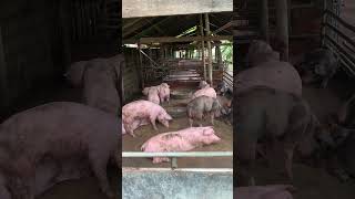 Absolutely healthy pig farming How to raising pig shorts [upl. by Nymrak566]