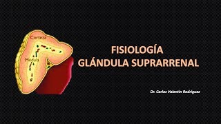 Fisiología de la Glándula Suprarrenal DrVale [upl. by Katie]