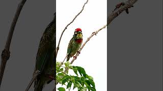 Coppersmith Barbet  Bird Photography in India  Nikon  Original Sound  viral shortvideo shorts [upl. by Ialokin65]