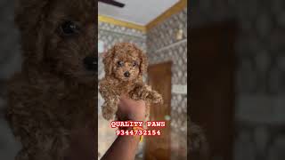 TOY POODLE PUPS AVAILABLE toybreeds poodle pets doglover vairalvideo trending [upl. by Doykos]