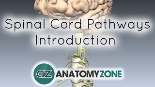 Spinal PathwaysTracts  Part 1  Introduction  Anatomy Tutorial [upl. by Adian]