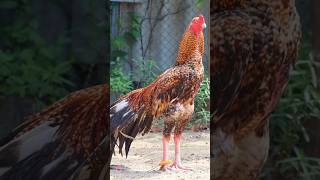 sandaseval videos  sandakoli valarppu  kattu seval shorts rooster aseel [upl. by Lapotin]