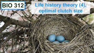 Life history theory 4 optimal clutch size [upl. by Gran47]