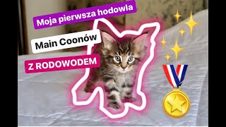 DOMOWA HODOWLA MAINE COONA [upl. by Eremihc]