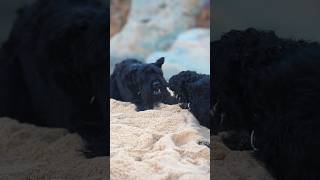 Two giant schnauzers playing 😁 [upl. by Aihsein]