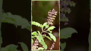 Tulsi Sacred Plant with Amazing Health Benefits 🌿 [upl. by Eob]