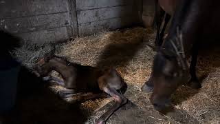 Maiden Mare Gives Birth To Beautiful Filly [upl. by Nnyltiak]