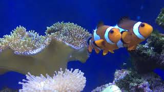 Calming Classroom Screensaver  Clownfish and Coral Reef [upl. by Nieberg]