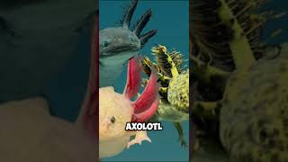 Is Axolotl the pinnacle of evolution [upl. by Persis998]